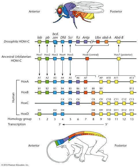 Solved: Hox Genes Are Found In The Genomes Of All Animals,... | Chegg.com