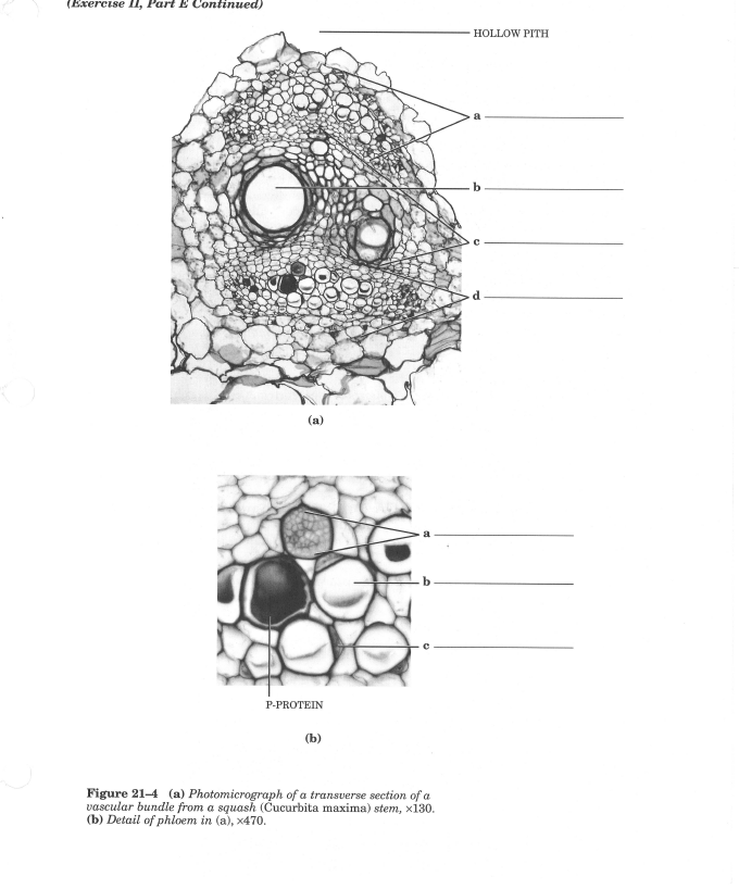 Solved (Exercise ll, Part E Continued) HOLLOW PITH b (a) | Chegg.com