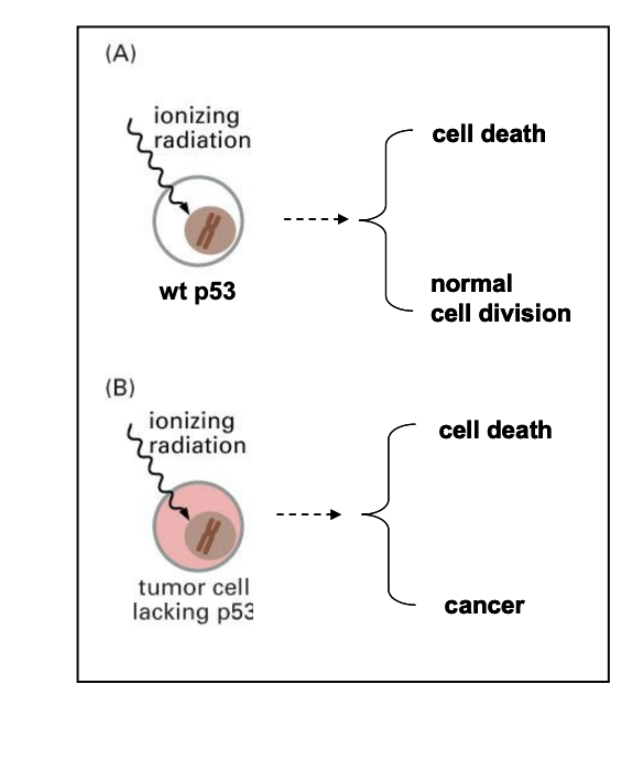 Solved Two types of cells (p53 wild type and knockout) were | Chegg.com