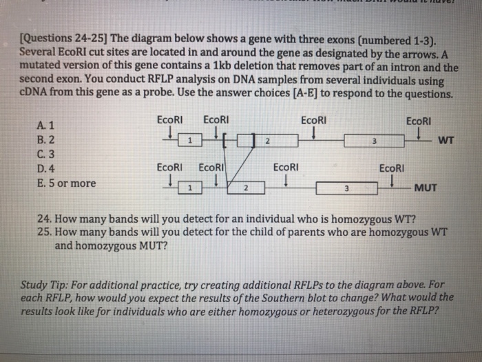 Solved [Questions 20-23] You are studying the cell cycle | Chegg.com