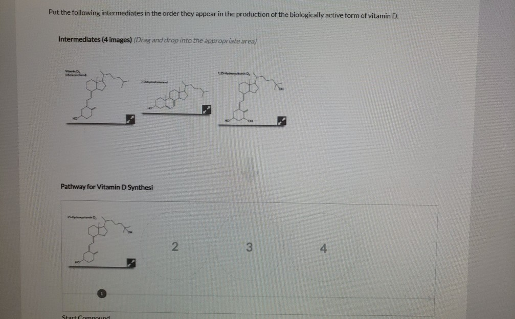 Solved Put The Following Intermediates In The Order They Chegg Com