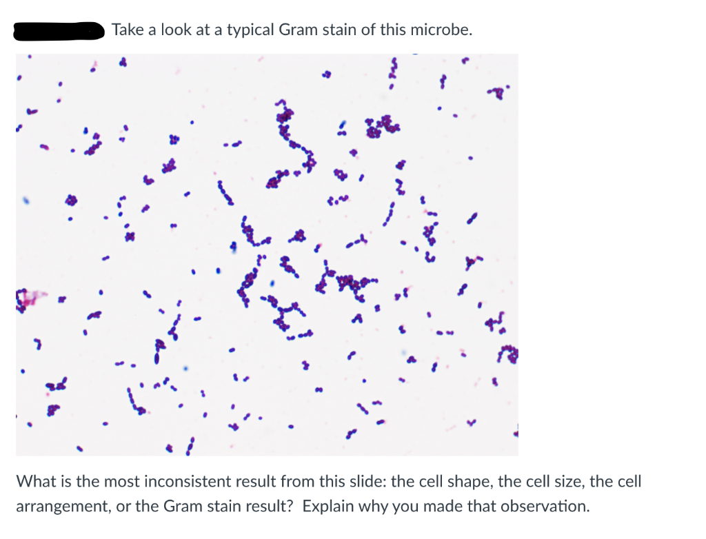 Solved Take a look at a typical Gram stain of this microbe. | Chegg.com