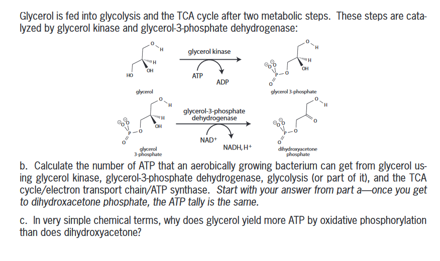 Solved Glycerol is fed into glycolysis and the TCA cycle | Chegg.com