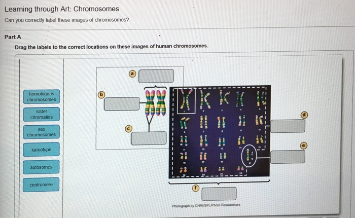 32 Can You Correctly Label These Images Of Chromosomes - Labels
