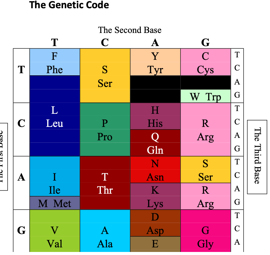 Write the sequence of the protein this gene encodes, | Chegg.com