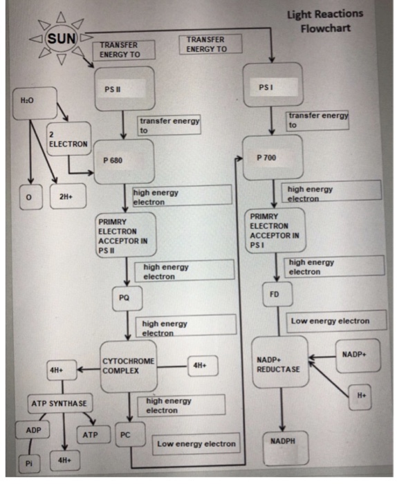 Solved 1. Trace the path of electrons through PS II and PS