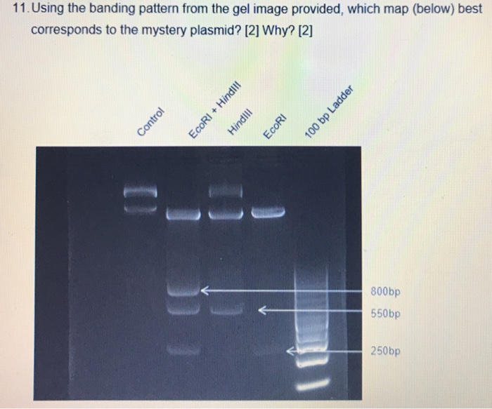 Solved I need help with molecular and cell biology lab