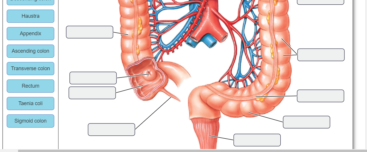 Solved The large intestine is the site of electrolyte and