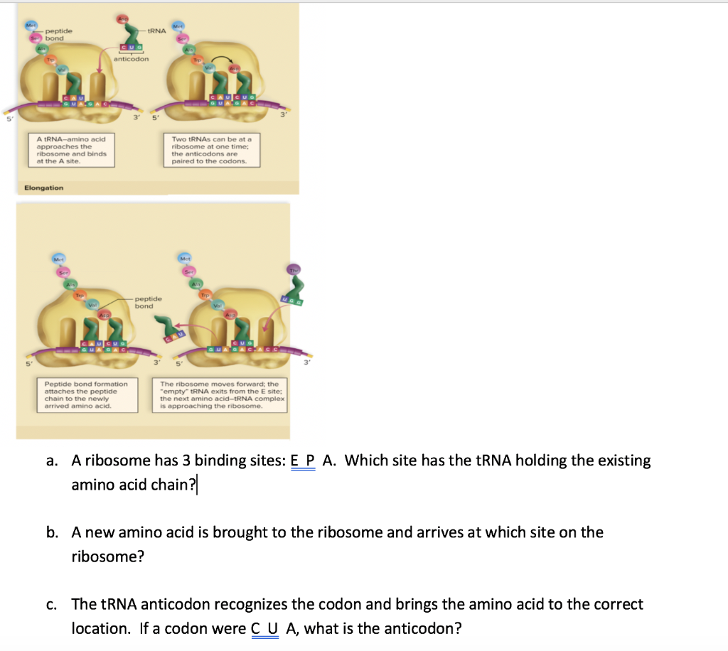 Solved Peptide Bond Trna Anticodon Catsu A Trna Amino Acid 7862