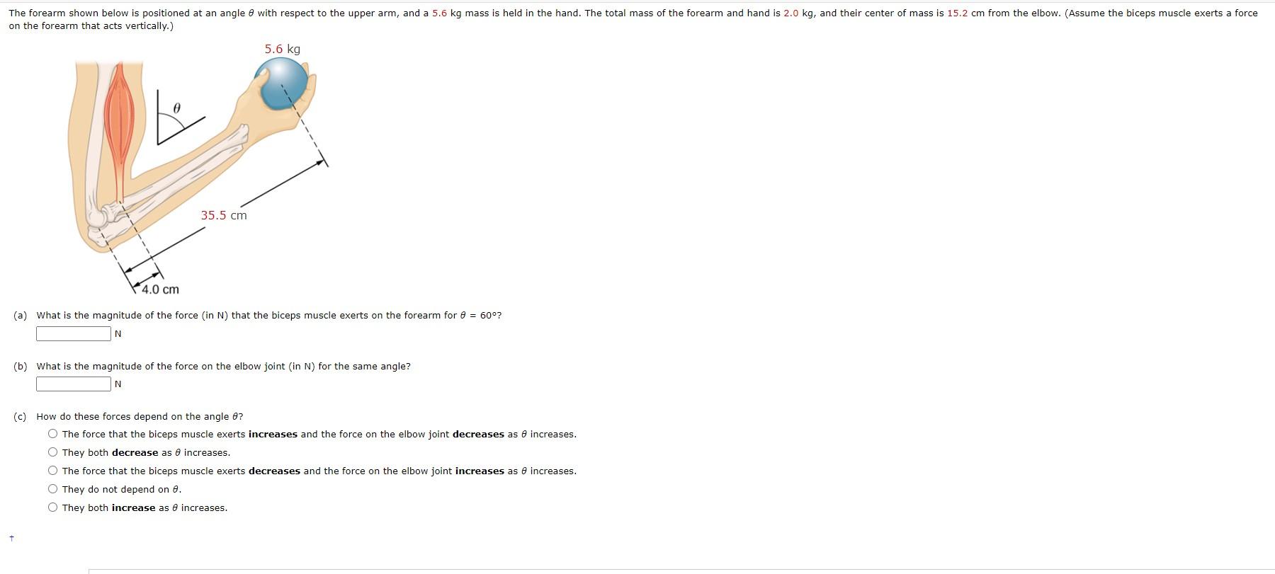 Solved The Forearm Shown Below Is Positioned At An Angle 8 | Chegg.com