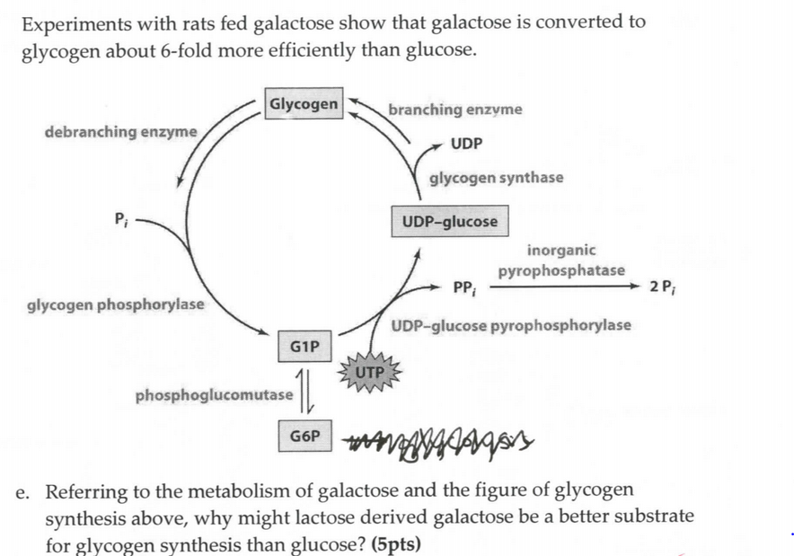 Solved Experiments with rats fed galactose show that | Chegg.com