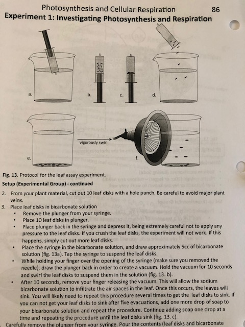 photosynthesis and respiration experiment