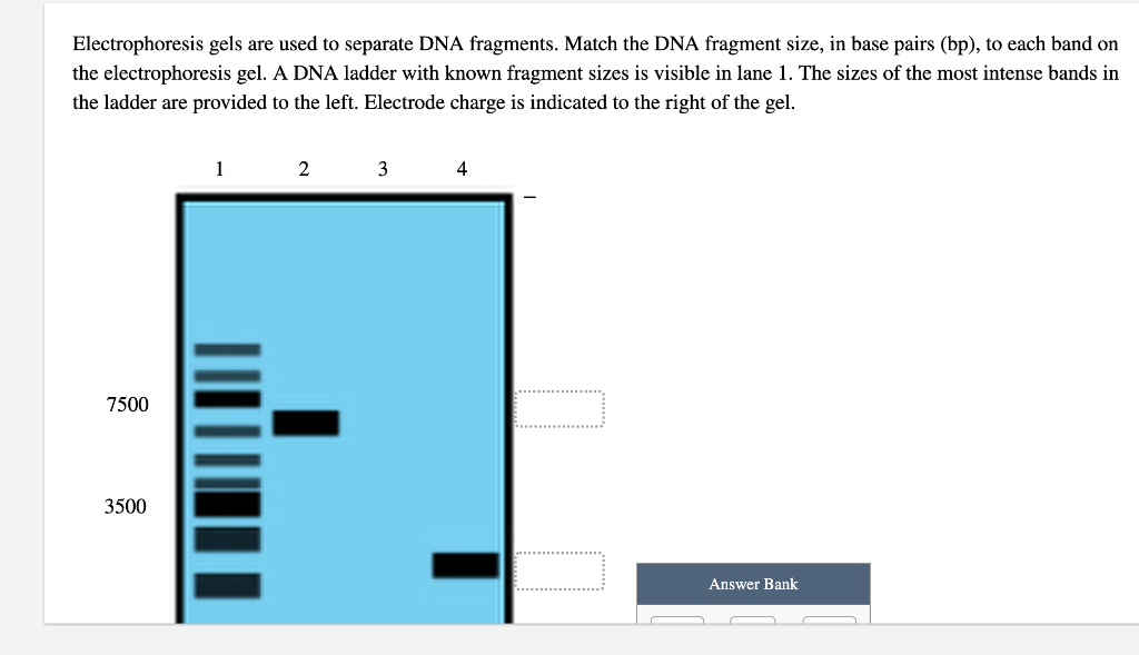 Solved Electrophoresis gels are used to separate DNA | Chegg.com