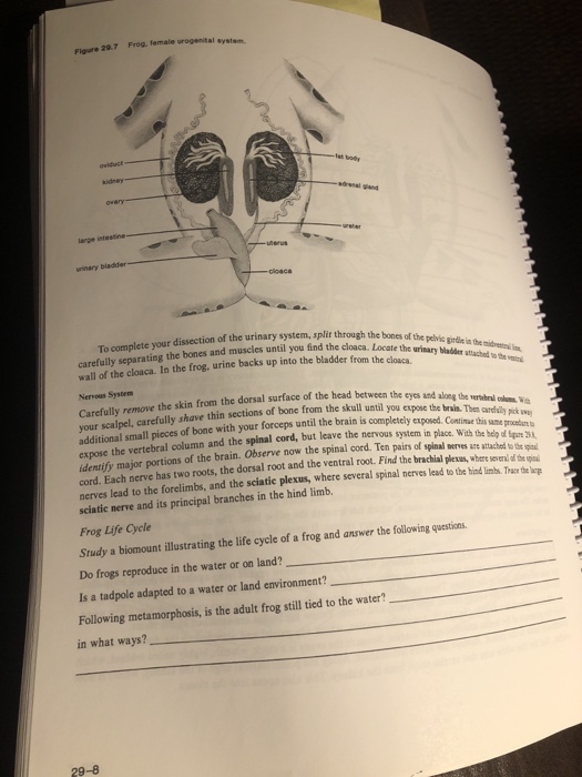 Solved Figure 297 Frog. female urogenital system. arge
