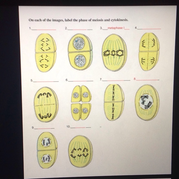 Solved On each of the images, label the phase of meiosis and | Chegg.com