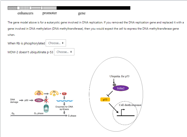 Solved Enhancers Promoter Gene The Gene Model Above Is For A 