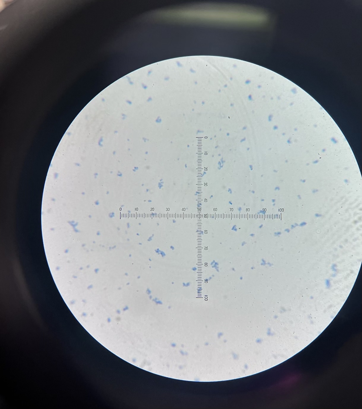 Solved I need help and clarification with the morphology and | Chegg.com