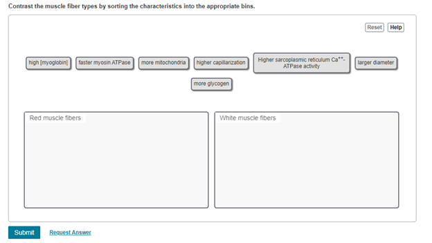 Solved Contrast the muscle fiber types by sorting the | Chegg.com