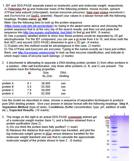 Dna Molecular Weight Calculator Online Blog Dandk