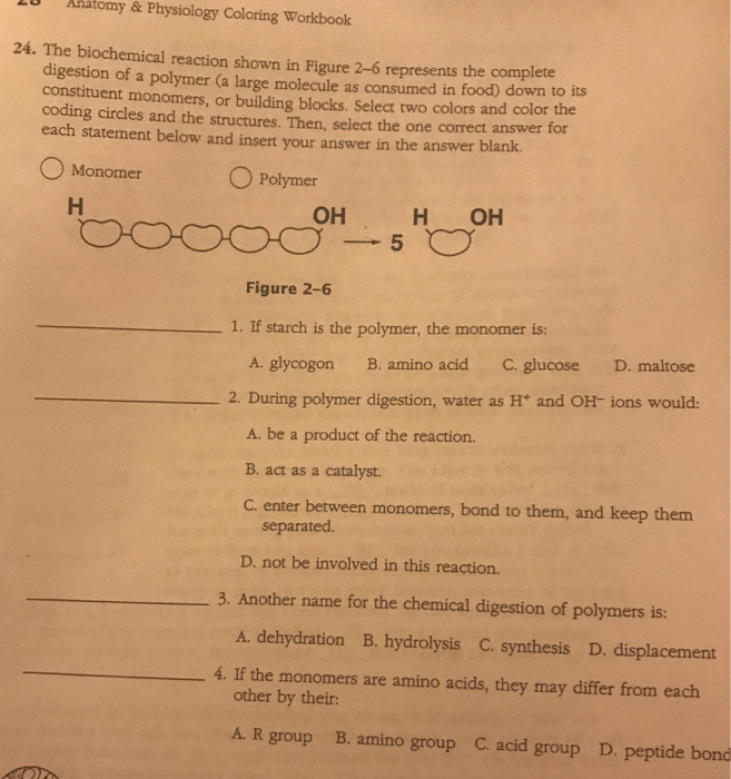 Solved LU Anatomy & Physiology Coloring Workbook 24. The | Chegg.com