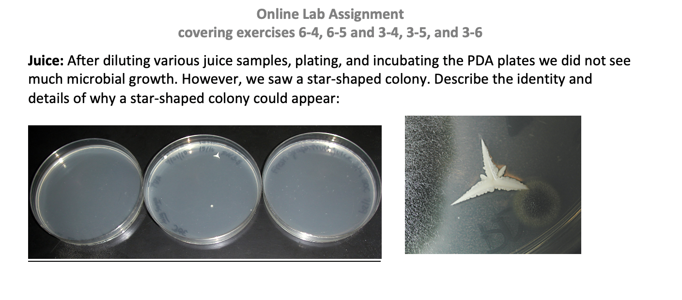 Solved Microbiology Lab Question Background Info Proces Solved Microbiology Lab Question