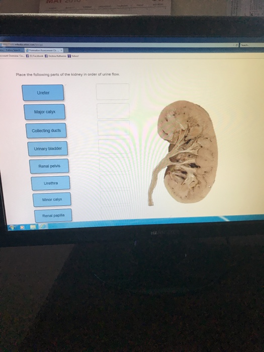 Solved Place the following perts of the kidney in order of | Chegg.com