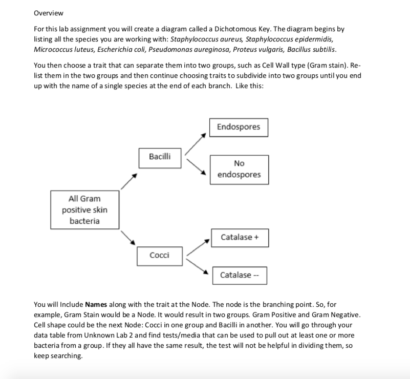 Solved Overview For this lab assignment you will create a | Chegg.com