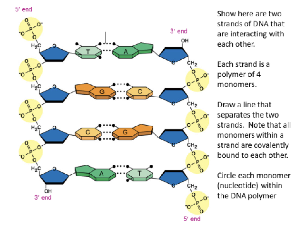 Solved Show here are two strands of DNA that are interacting | Chegg.com