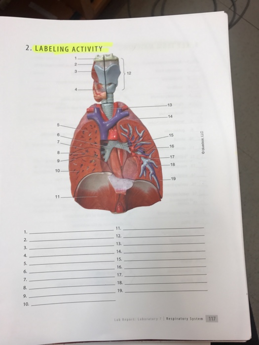 Solved: 1. LABELING ACTIVITY 6 10 11 10 12. 13. 14. 15. 16... | Chegg.com
