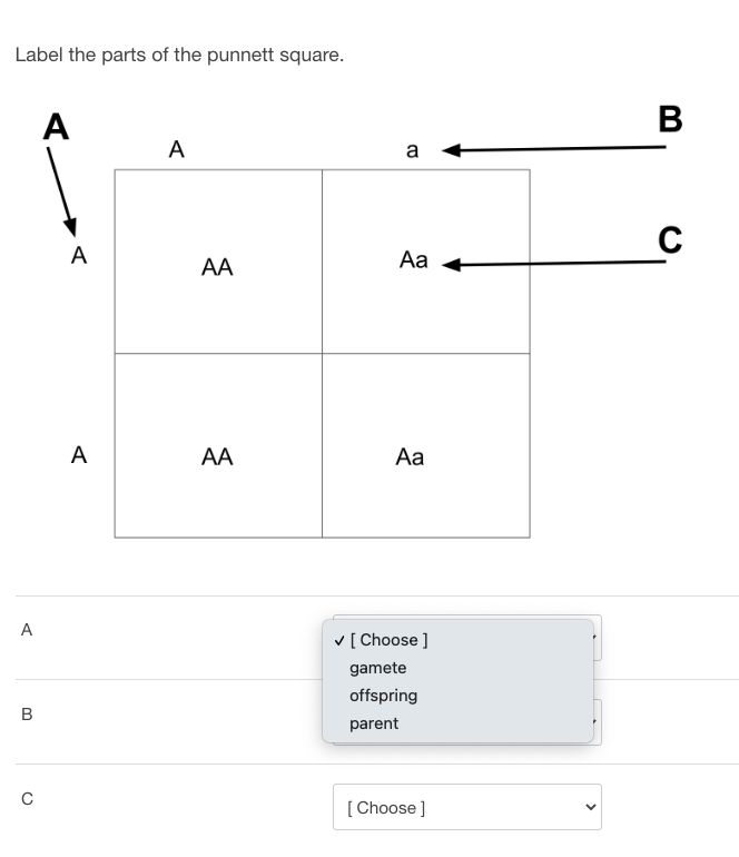 Solved Label the parts of the punnett square. | Chegg.com