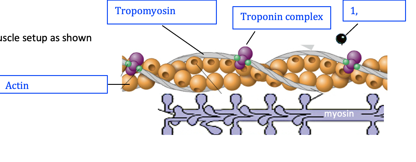 Solved Tropomyosin 1, Troponin complex uscle setup as shown | Chegg.com