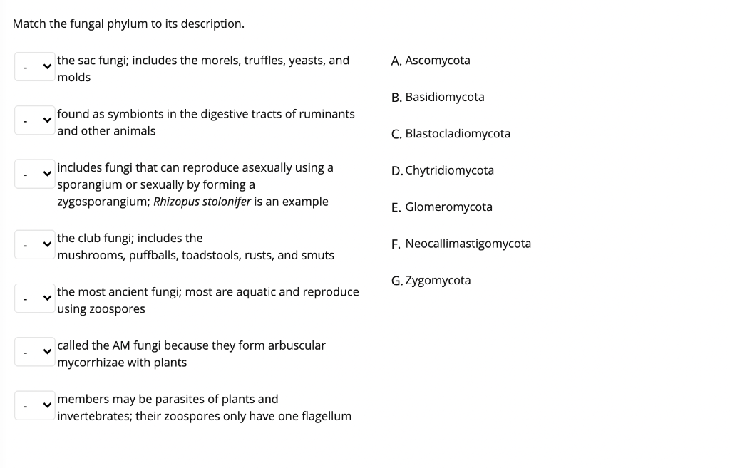 Solved -The asexual spores of a fungus can be produced in | Chegg.com