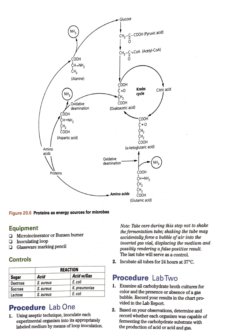 Amino
acids
NH?
COOH
CHÁNH,
CH3
(Alanine)
Oxidative
deamination
NH?
COOH
CHÁNH,
CH,
COOH
(Aspartic acid)
Glucose
CH?-C-COOH (