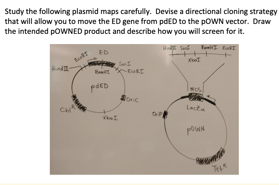 Solved Study the following plasmid maps carefully. Devise a | Chegg.com