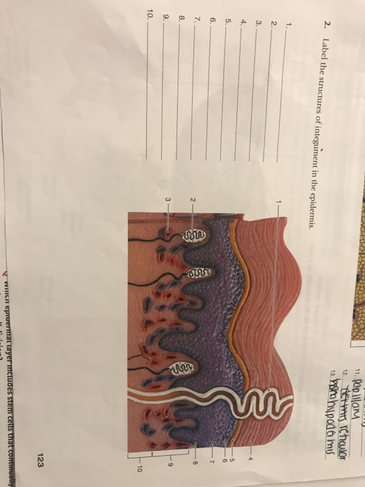 Solved 12. 2. Label the structures of integument in the | Chegg.com