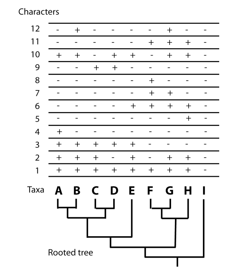 Taxa A Rooted tree 2.2 Of the characters that do not | Chegg.com