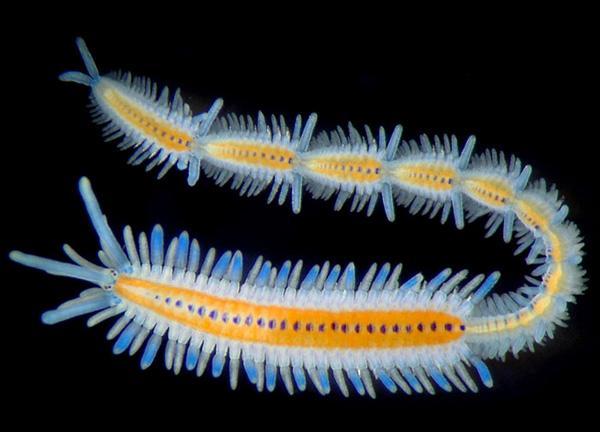 serial repetition of segments is a defining characteristic of which worm phylum? serial repetition of segments is a defining characteristic of which worm phylum?