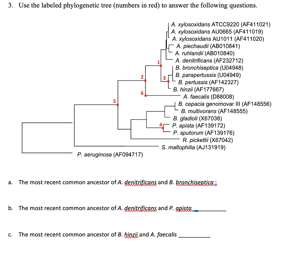 Solved 3 Use the labeled phylogenetic tree (numbers in red) Chegg com
