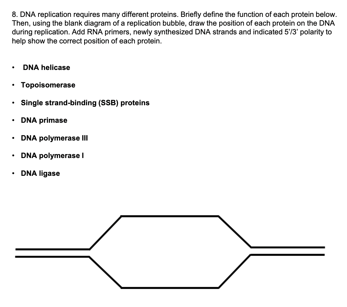 Solved 8. DNA replication requires many different proteins.