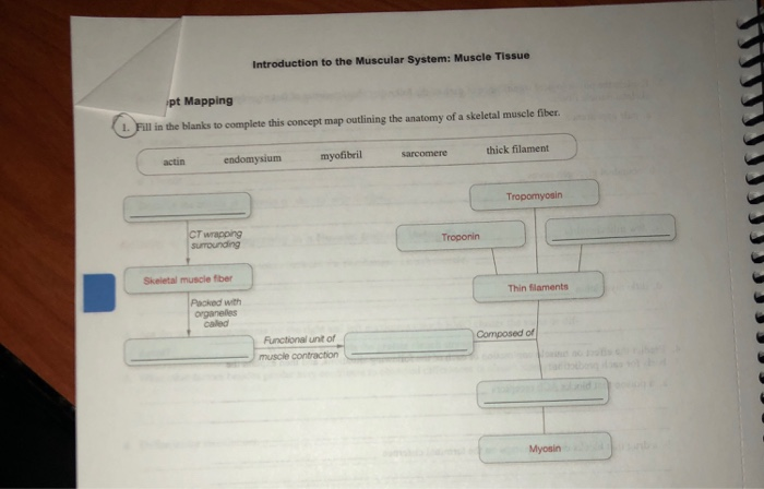 Anatomy Muscle Concept Map - Skeletal System Concept Map Anatomy