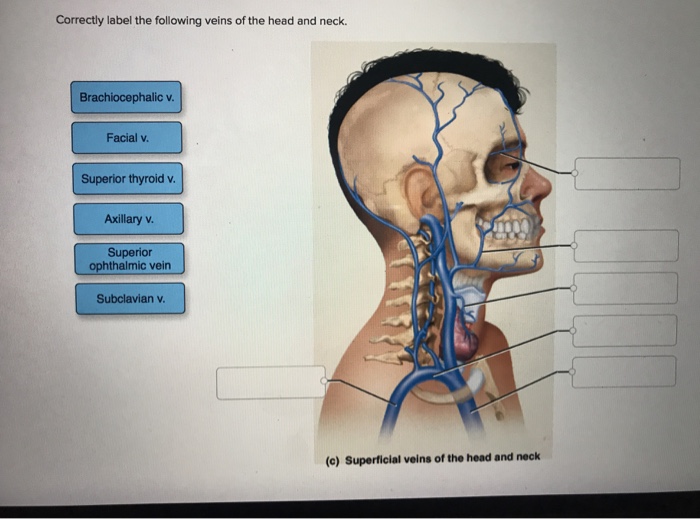 Solved Correctly label the following veins of the head and | Chegg.com