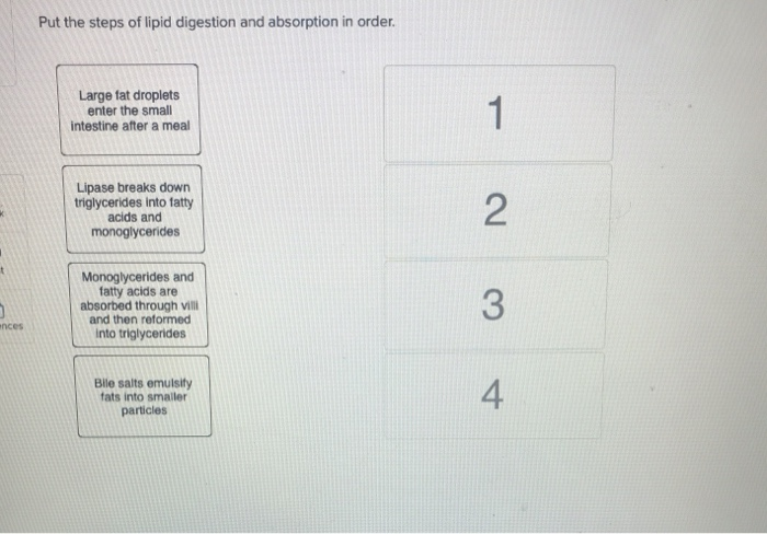 Solved Put the steps of lipid digestion and absorption in | Chegg.com