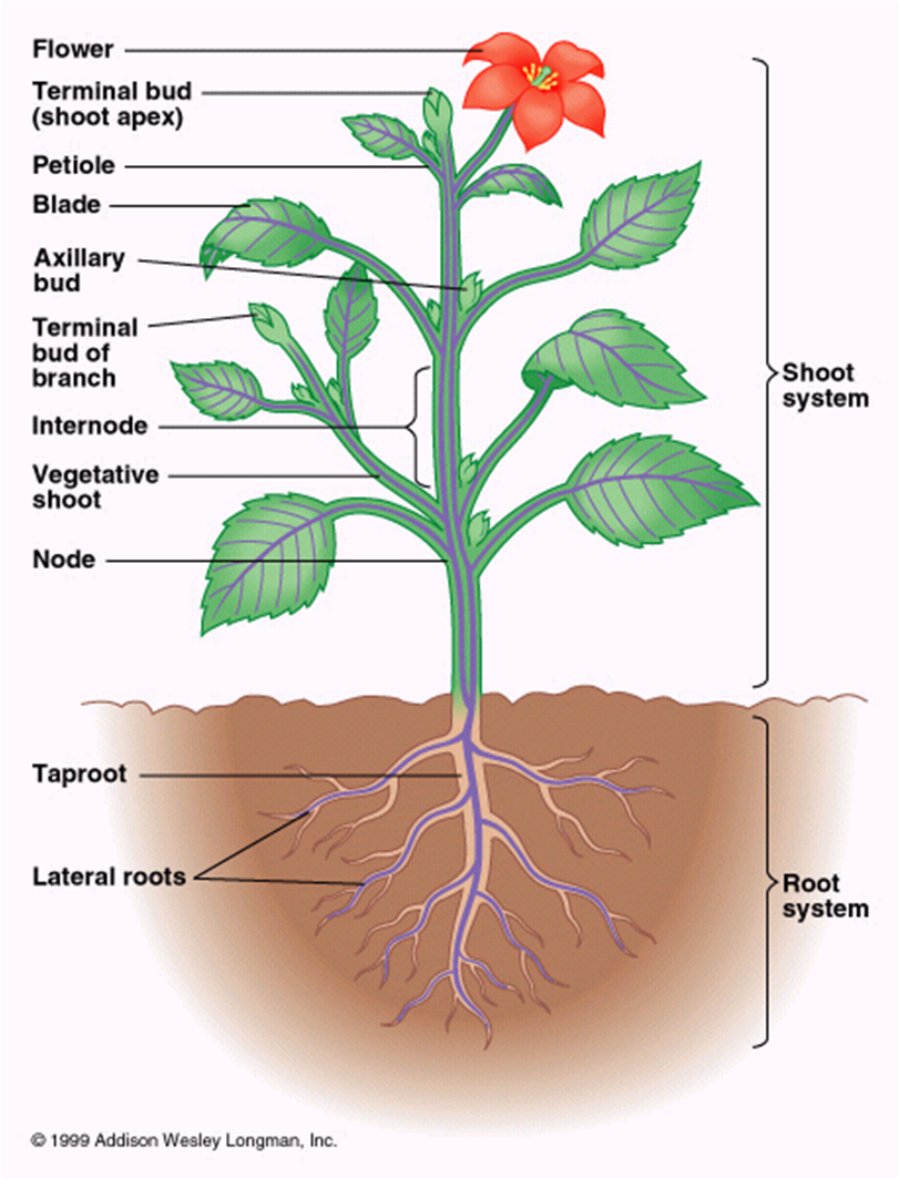 basic plant structure