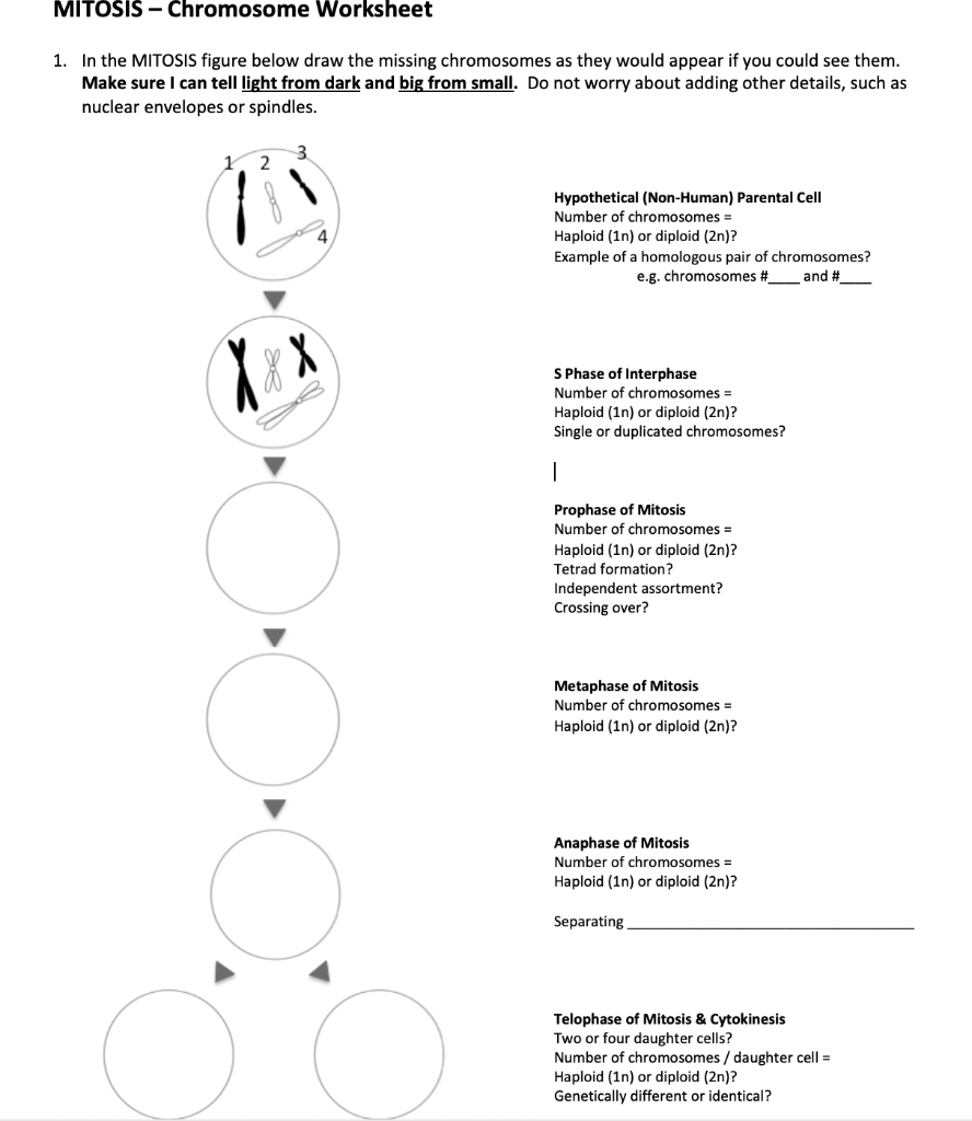 solved-mitosis-chromosome-worksheet-1-in-the-mitosis-chegg