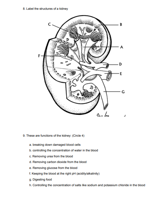 8. Label the structures of a kidney
9. These are functions of the kidney: (Circle 4)
a. breaking down damaged blood cells
b.