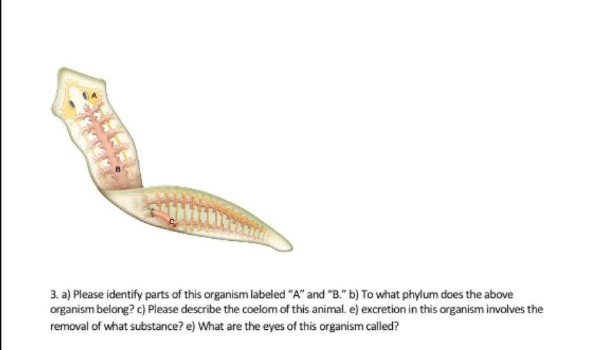 planaria diagram labeled