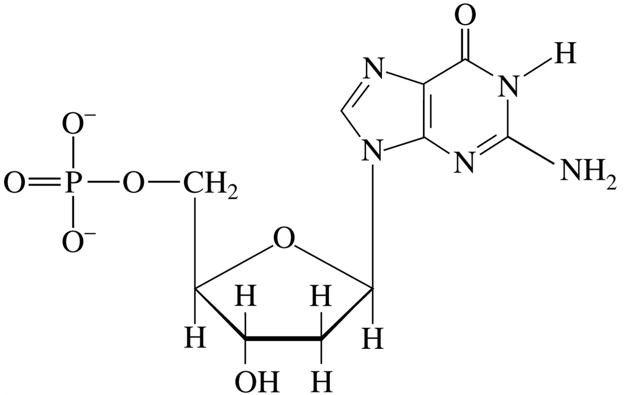 Solved a nitrogenous base + ribose a nitrogenous | Chegg.com