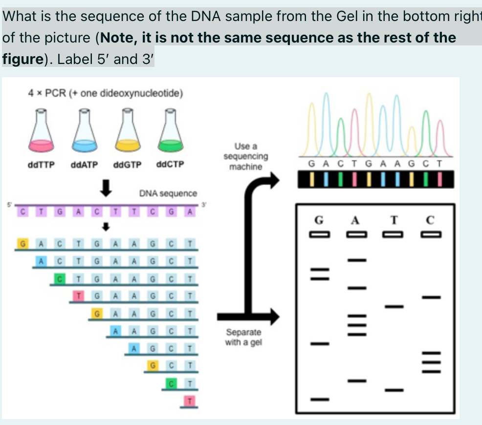 Solved What is the sequence of the DNA sample from the Gel | Chegg.com