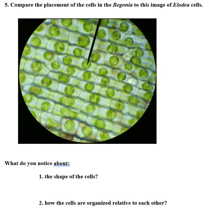 elodea cell under microscope