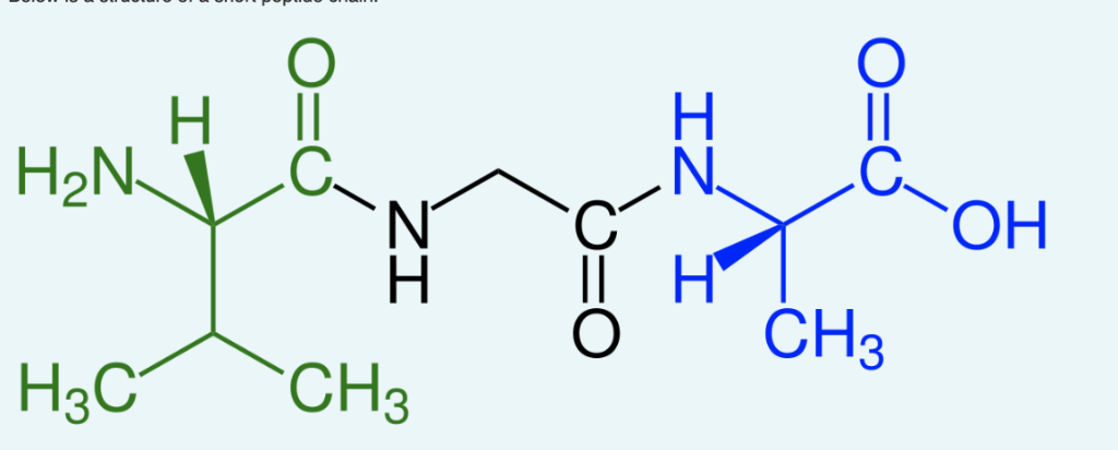 Short Peptide Chain Example Solved 1) How many amino acids make up this short peptide | Chegg.com